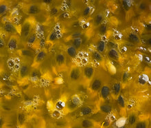 Load image into Gallery viewer, Wild Crafted Sea Moss